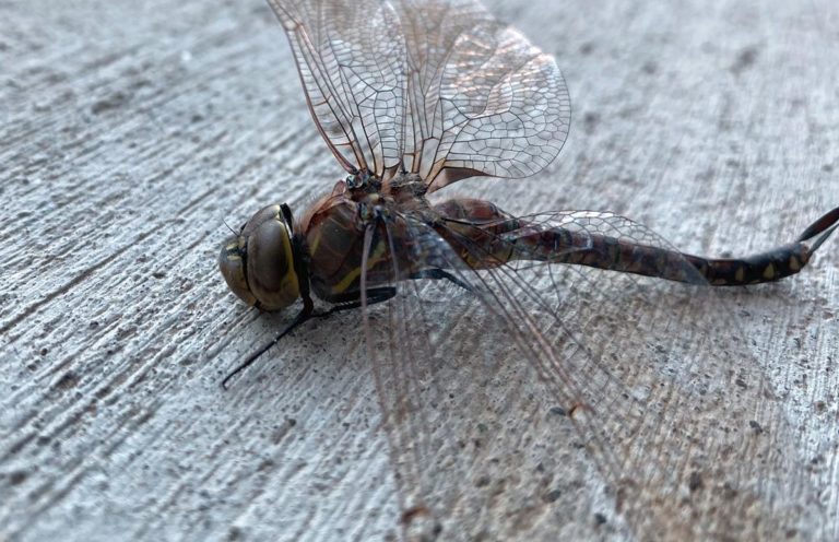 Niech walka z insektami lub robakami okaże się skuteczna