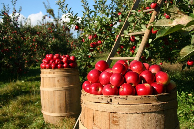 Przechowywanie Jabłek w Warunkach Domowych: Porady dla Domowych Ogrodników