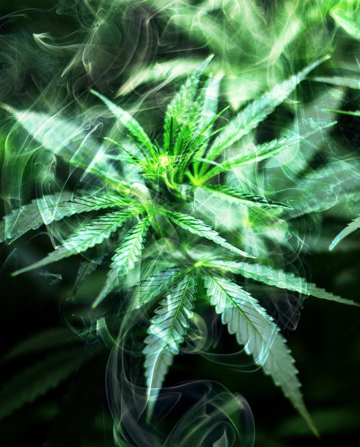 Cbd a układ nerwowy – co mówi nauka?