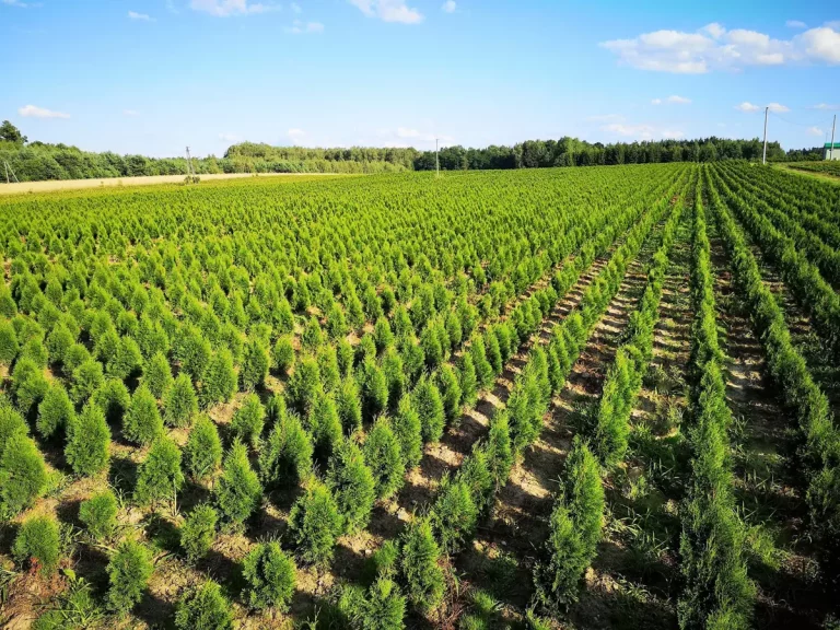 Drzewa i krzewy ozdobne – jak tworzyć efektowne rabaty przez cały rok?